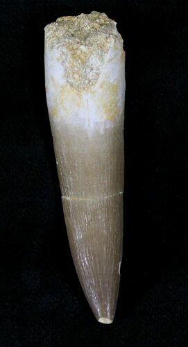 Fossil Plesiosaur Tooth - Morocco #22654